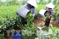 越南2019年第一季度茶叶出口额增长15.4%