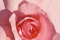 Ngắm những loài hoa hồng quyến rũ nhất thế giới