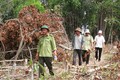 Phú Yên phòng chống cháy rừng cấp cực kỳ nguy hiểm