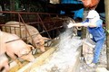Đắk Lắk hỗ trợ chủ hộ chăn nuôi có lợn bị tiêu hủy do dịch bệnh