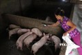 Quỳnh Lưu là huyện đầu tiên ở Nghệ An công bố hết dịch tả lợn châu Phi