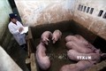 Nhiều xã, thị trấn ở Thanh Hóa công bố hết dịch tả lợn châu Phi