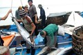 越南对中国金枪鱼出口突增