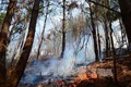 Nhiều vụ cháy rừng tại hai huyện Mường Ảng và Tủa Chùa