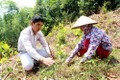 Ngày càng nhiều hộ dân thoát nghèo, vươn lên làm giàu từ rừng ở Hà Giang