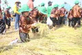Quảng Ngãi: Lần đầu tiên tổ chức lễ hội ngày mùa tôn vinh nghề trồng lúa
