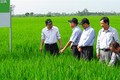 Đồng Tháp: Canh tác lúa lý tưởng giúp nông dân thu lãi cao