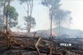 Lai Châu thiệt hại hơn 16 ha rừng do cháy
