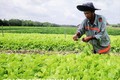 Nông dân Khmer làm giàu từ các mô hình sản xuất thích ứng biến đổi khí hậu