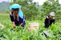 Lai Châu thực hiện linh hoạt các chính sách giảm nghèo