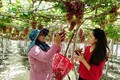 Nâng cao giá trị cây nho Ninh Thuận
