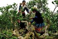 Chuyện về rừng chè cổ thụ với những cây chè có đường kính hơn 1m ở Yên Bái