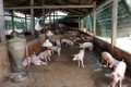 河内强化非洲猪瘟防控措施 河南海防疫情呈上升趋势