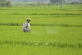 Bệnh đạo ôn gây hại trên cây lúa gia tăng ở Điện Biên