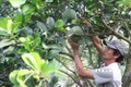 Sâu đục trái gây hại cho nhiều vườn bưởi da xanh ở Bến Tre