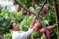Hiệu quả kép từ trồng ca cao xen dừa 
