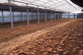 Kỹ thuật trồng nấm linh chi đỏ đạt năng suất cao
