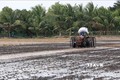 Cà Mau khuyến cáo nông dân chọn giống phù hợp vụ lúa Hè Thu