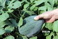 Hiệu quả kinh tế cao từ trồng dưa hấu phủ nilon ở Lai Châu