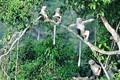 Bảo tồn loài voọc mũi hếch ở Hà Giang