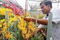 胡志明市减少对兰花种苗的依赖性 促进兰花种植业发展