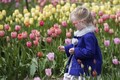 Canada: Rực rỡ Lễ hội Hoa Tulip