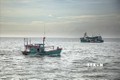 Thành lập Ban Chỉ đạo Quốc gia về chống khai thác hải sản bất hợp pháp