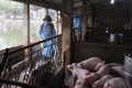 Hà Nội tăng cường phòng, chống bệnh dịch tả lợn châu Phi