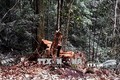 Phá rừng chiếm đất - Thách thức trong quản lý rừng Tây Nguyên