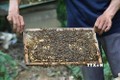 Làm giàu từ nghề nuôi ong dưới tán rừng sú vẹt ở Giao Thủy