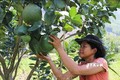 Ninh Thuận phát triển cây ăn quả thích ứng với biến đổi khí hậu