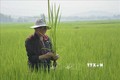 An Giang hướng dẫn nông dân xử lý dịch hại ảnh hưởng đến năng suất lúa