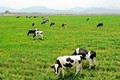 越南努力提升原料奶的供应量
