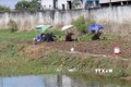 Tiền Giang chuyển đất lúa sang trồng ngô mang lại hiệu quả kinh tế cao