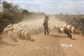 Ninh Thuận bảo vệ đàn gia súc trước tình trạng nắng hạn kéo dài
