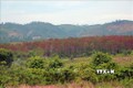 Lâm Đồng tăng cường công tác quản lý rừng tại huyện Lâm Hà
