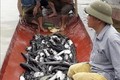 Lai Châu: Cá lồng chết hàng loạt trên lòng hồ thủy điện Sơn La