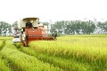 Quảng Trị liên kết sản xuất lúa hữu cơ, chất lượng cao trên cánh đồng lớn