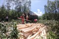 Nông dân Bình Định phát huy hiệu quả nguồn vốn vay trồng rừng