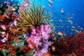 Số lượng sinh vật biển giảm mạnh do biến đổi khí hậu