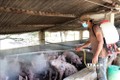 Phú Yên đã xuất hiện ổ dịch tả lợn châu Phi đầu tiên