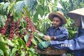 Đắk Nông hỗ trợ phát triển các hợp tác xã nông nghiệp