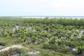 Điều chỉnh Đề án bảo vệ và phát triển rừng ven biển ứng phó với biến đổi khí hậu