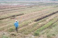 Thừa Thiên - Huế nhân rộng các mô hình xử lý rơm rạ sau thu hoạch