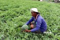 Hiệu quả từ luân canh cây trồng trên đất lúa
