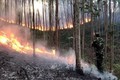 Phú Yên dập tắt đám cháy rừng ở núi Rọ Hươu