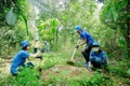Trồng rừng tạo thêm sinh cảnh cho đàn voi tự nhiên tại Đồng Nai