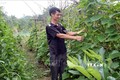 Xây dựng chuỗi cung ứng thực phẩm an toàn tại huyện miền núi Thường Xuân