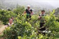 Huyện Văn Chấn chuyển đổi hàng trăm ha cam bị bệnh sang cây trồng khác