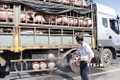 Họp bàn thống nhất cách hỗ trợ thiệt hại do dịch tả lợn châu Phi